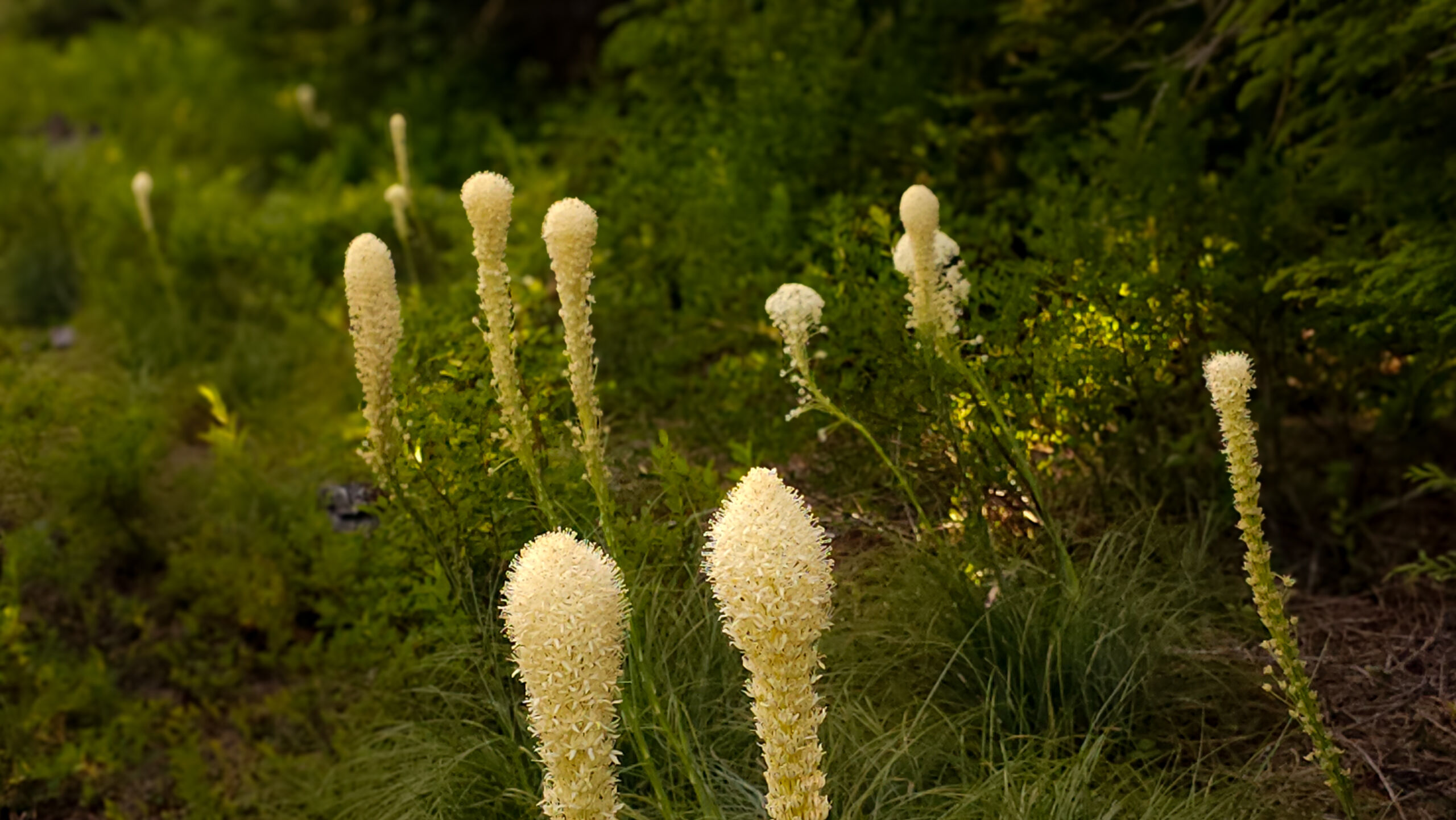 What If Book – Courage Beargrass White beargrass flowers in a green forest